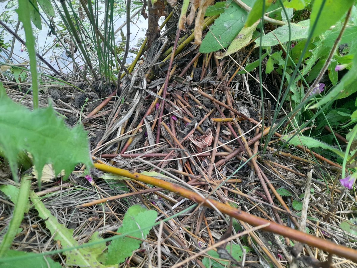HMWTBadger's tweet image. Not much of a snazzy picture but a sure sign that water voles really are mini beavers. At Panshanger Park their willow coppicing is keeping the river banks open. @panshangerpark #WaterVoles
