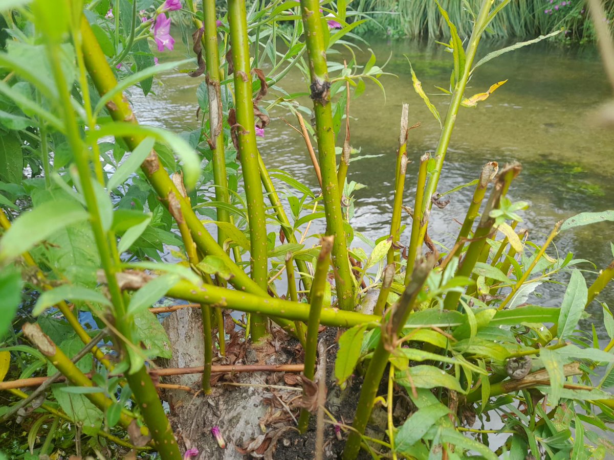 HMWTBadger's tweet image. Not much of a snazzy picture but a sure sign that water voles really are mini beavers. At Panshanger Park their willow coppicing is keeping the river banks open. @panshangerpark #WaterVoles
