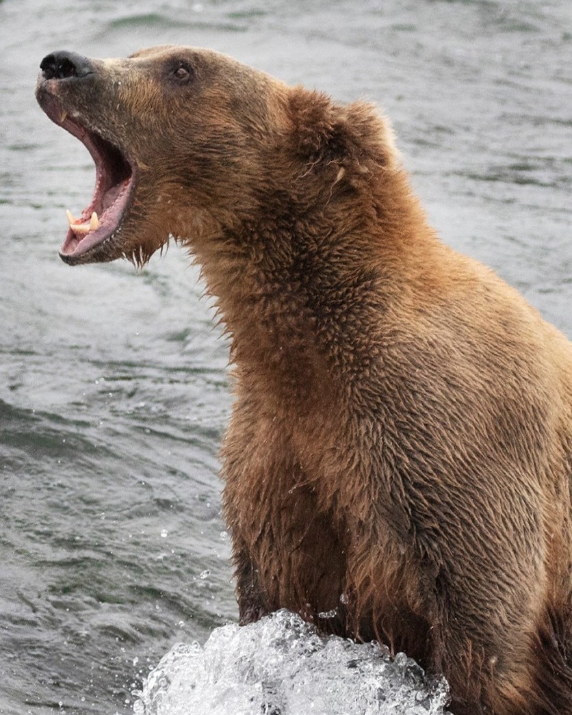 KatmaiNPS's tweet photo. The most accurate way to determine the age of a bear is by counting the rings on a tooth root, similar to counting rings on a tree or reading a topo map. The narrow dark lines form at birth and during hibernation, whereas the light area forms during the growing season! https://t.co/xnz2NqTT3Y