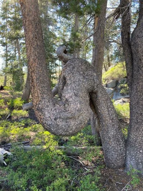 HellBentXpress's tweet photo. When your 30 minute break stretches to an hour to stretch your legs #AmericaIsBeautiful #ProfessionalTourist 🚛 https://t.co/540TyxJwj0