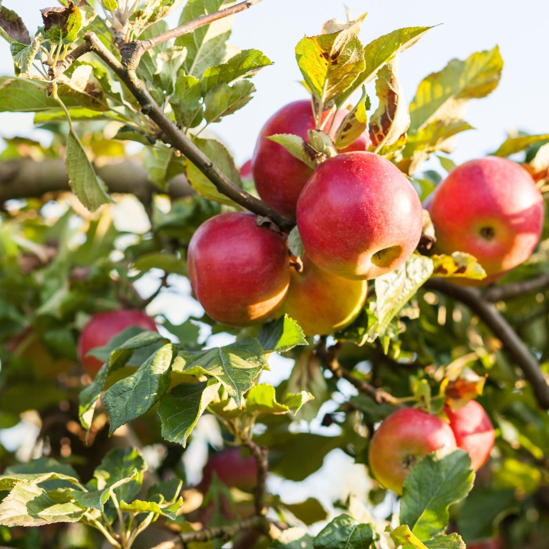 CongoPar's tweet photo. Have you got any spare Apples? The Old Saw Mill is now collecting your spare apples to make the fabulous Congleton Apple Juice.
Please drop off your spare apples at The Old Saw Mill or Astbury Mere Visitor Centre ๐
#congletonapplejuice #congletoncommunity #oldsawmill https://t.co/QqmMyhRb3Z