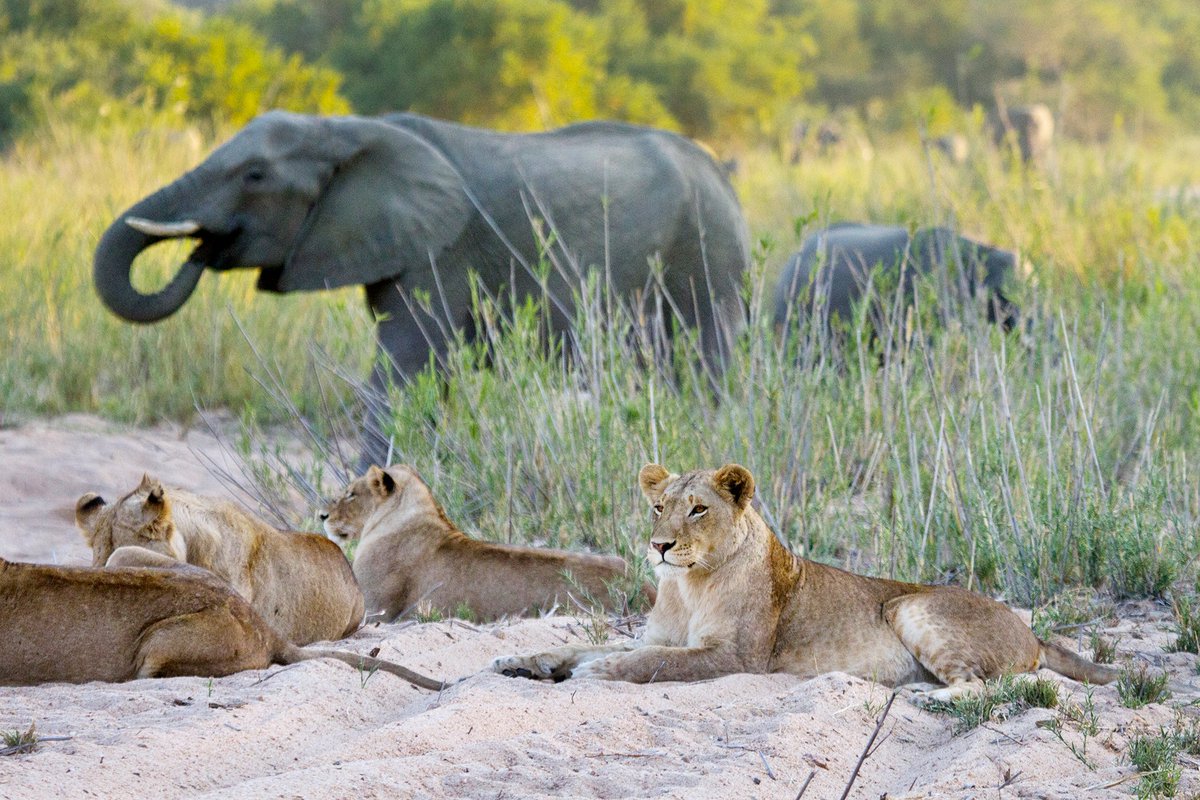 TravelUbuntu's tweet photo. A pride of lions resting in the shade on the banks of the Sand River, Sabi Sand Game Reserve, South Africa. Image @MesshamPhoto, Sabi Sand Game Reserve, South Africa. #UbuntuTravel #TimetoTravel #LuxuryTravel #LuxurySafari #andBeyondTravel #andBeyondTengile https://t.co/RcNJFNwVkE