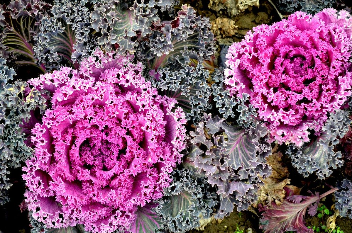 rushtonsgrocer's tweet photo. Variegated British kale; variety is the spice of life!

#classicfreshfoods #londonsupplier #catering #chef #london #restaurant #hospitality #freshproduce #foodies #seasonal #seasonalproduce #Englishproduce #summertime #variegatedkale #spiceoflife https://t.co/QoeGLwAg9R