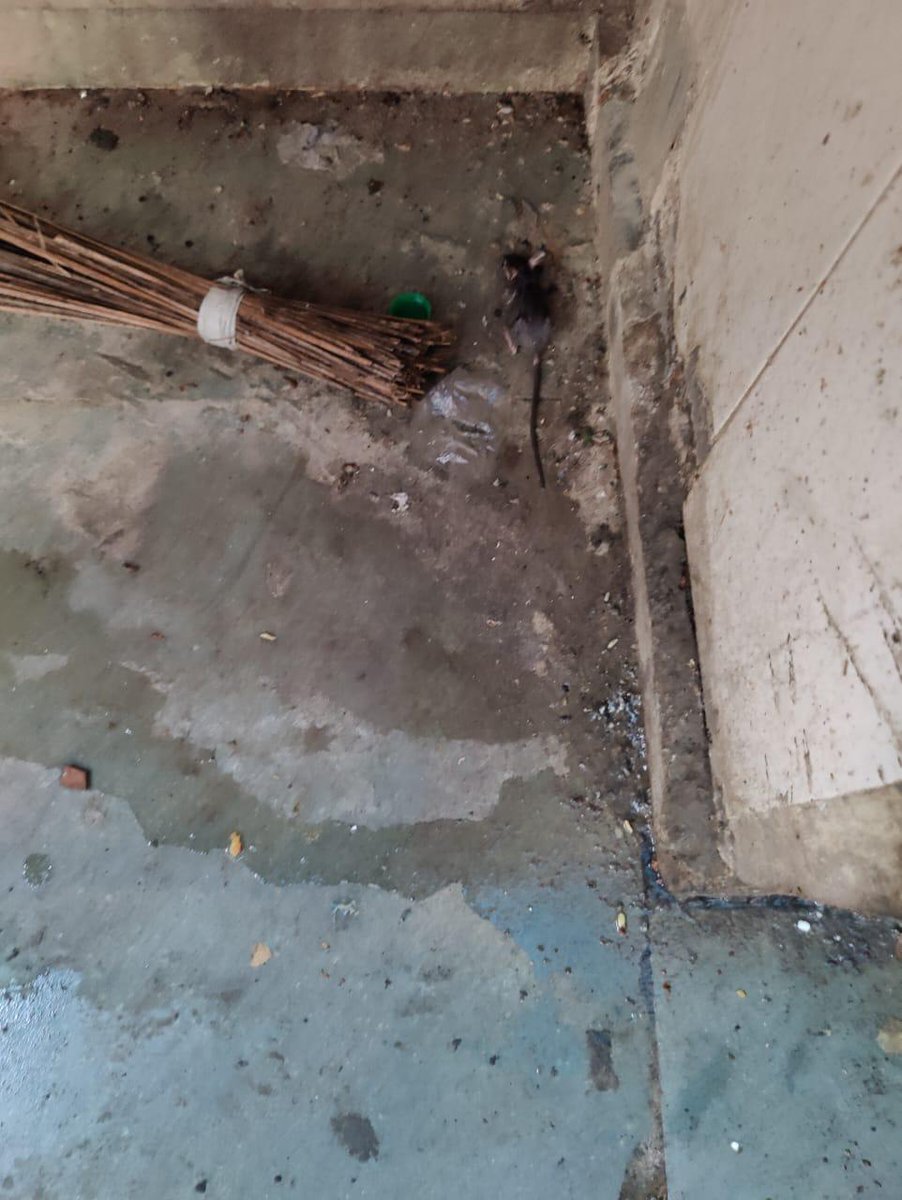 AIIMSRDA's tweet photo. While the stakeholders in hostel administration give more importance to tender contractors, residents are fighting for hygienic food in India's premier Institute of National Importance.
#RIPsystem
@DrJaswantJangra @fooddeptgoi @fssaiindia @mansukhmandviya @aiims_newdelhi https://t.co/B37bVyjuZx