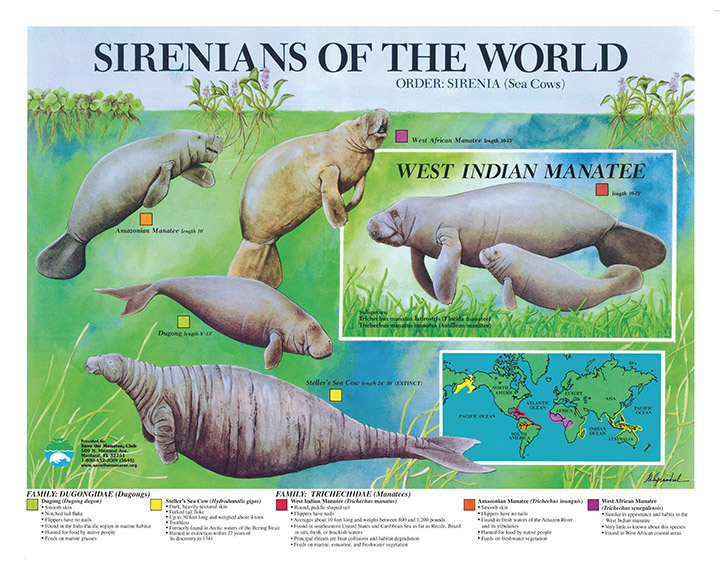 Save the Manatee tweet media