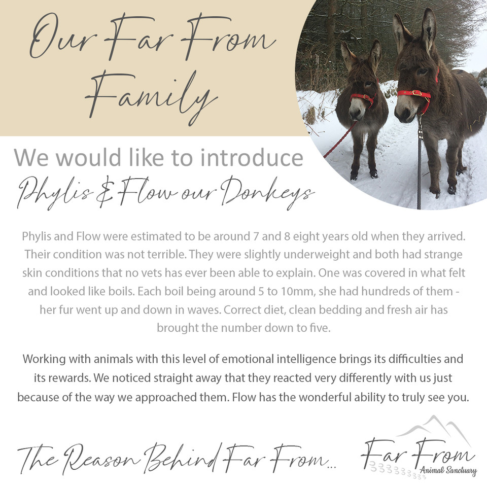 FarFromBrecon's tweet photo. Warm welcome to Phylis and Flow our Donkeys 🤗
#farfromholidayretreat #hottublodge #rescueanimals #animalsanctuary #farmanimals #thereasonbehind #lovewhatwedo #meettheanimals #meetthefamily #loveouranimals #visitwales #cymru #cardiff #pembrokeshire #breconbeacons #glamping https://t.co/iMkFWwTyHT