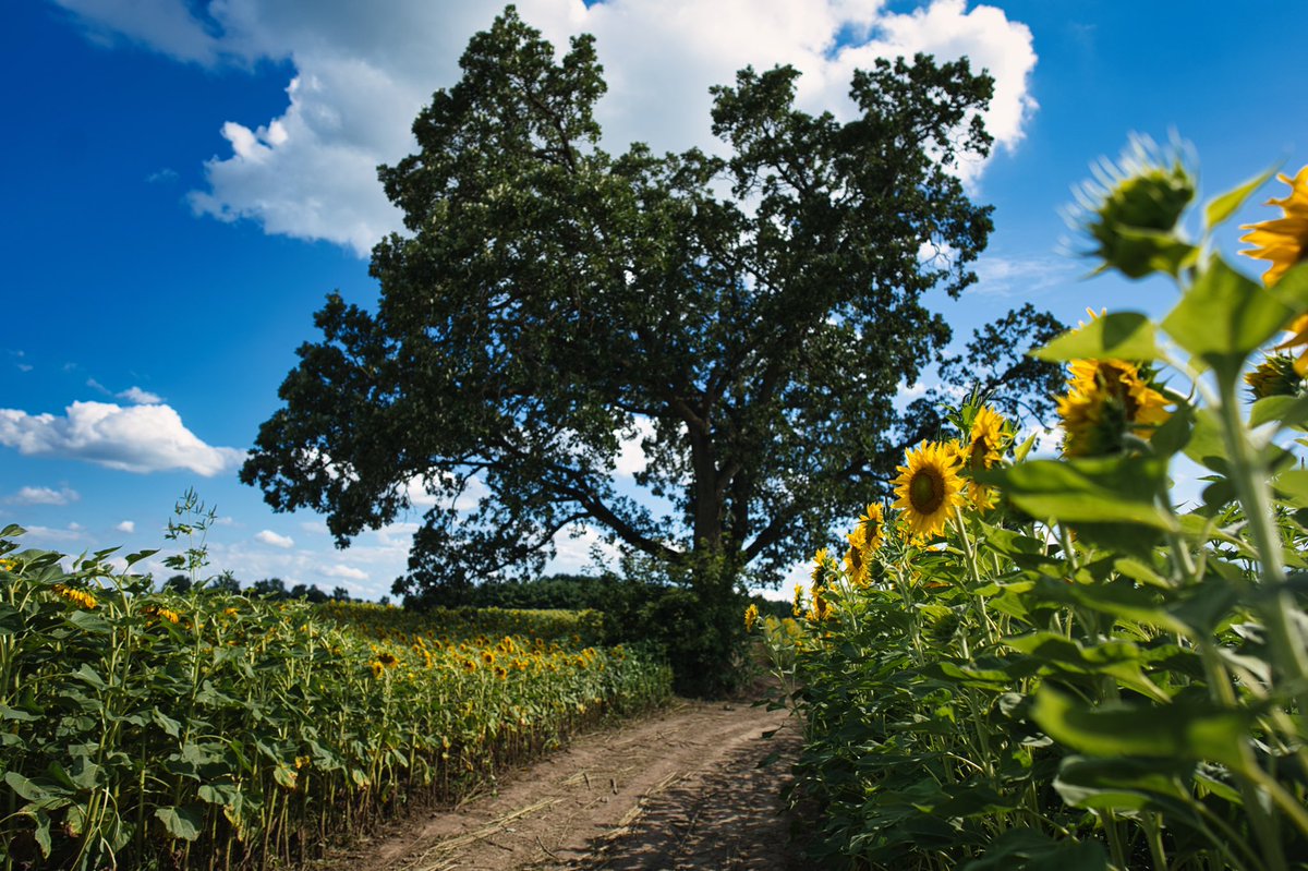 Apple Box Studio tweet media