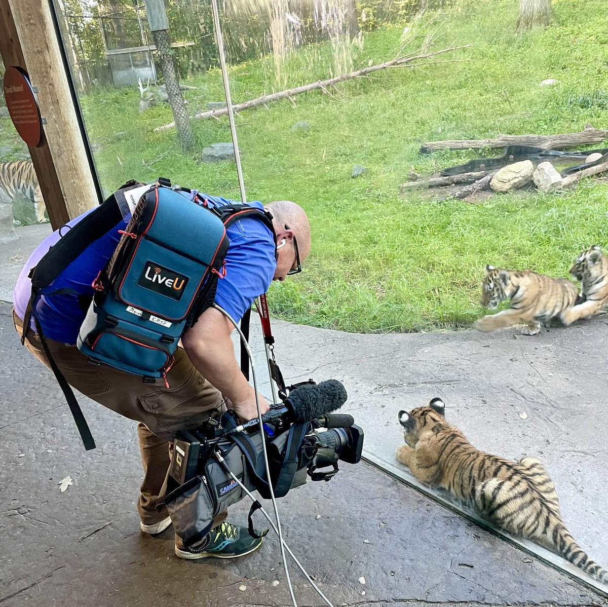 fox9photogs's tweet photo. #Fox9Photog #TylerRyan films the 3 new Amur Tiger Cubs at the @mnzoo for @FOX9 Their names were recently announced today as #Bronso #Yana and publicly voted name of #Vostok all named for regional landmarks. https://t.co/YvNamyaolc #AssignmentKMSP #MNZoo https://t.co/KC2MeaRGd7