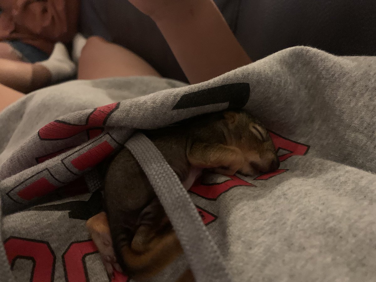 missgeenus's tweet photo. baby squirrel. https://t.co/g3y8pRHLw9