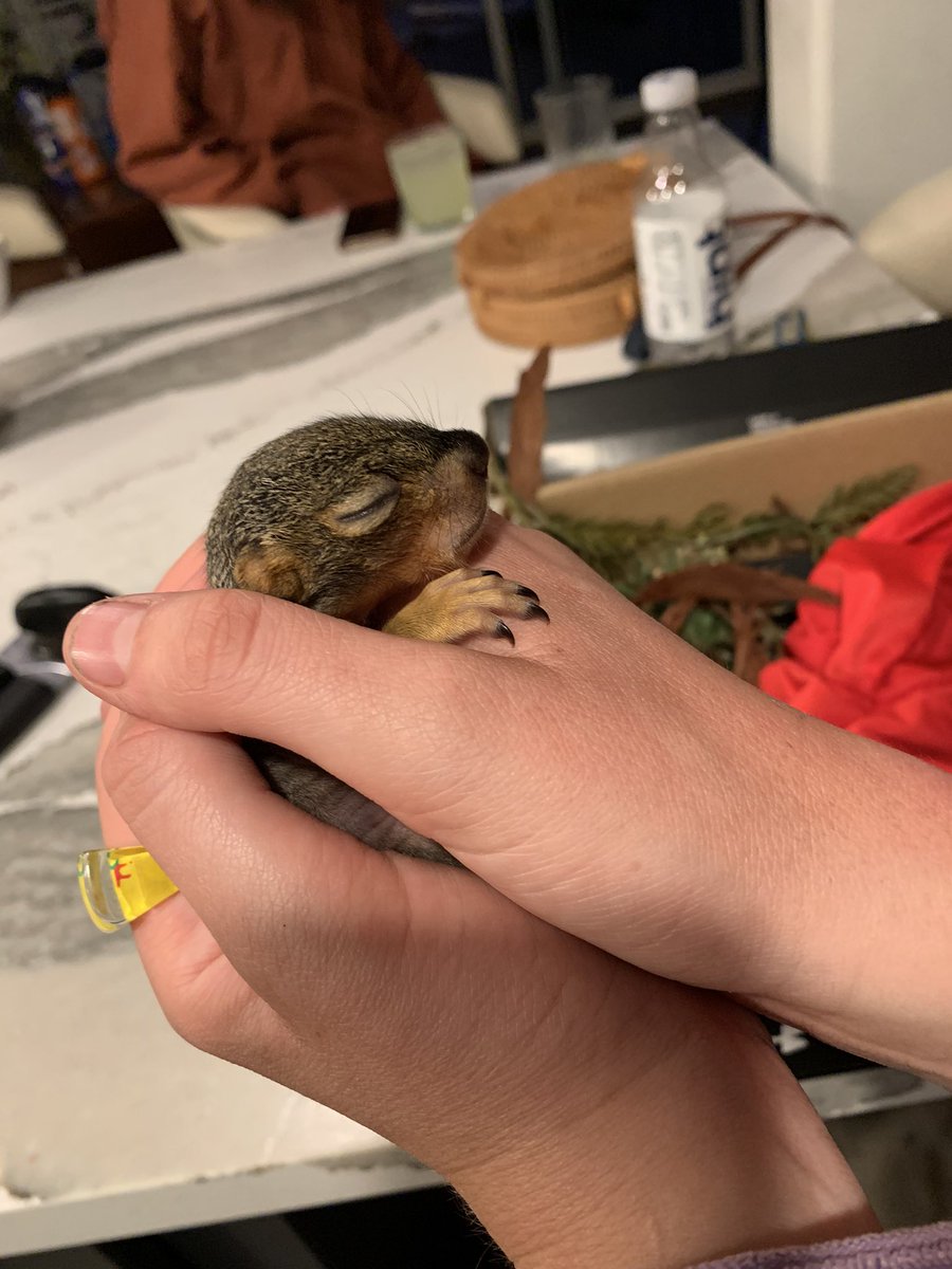 missgeenus's tweet photo. baby squirrel. https://t.co/g3y8pRHLw9