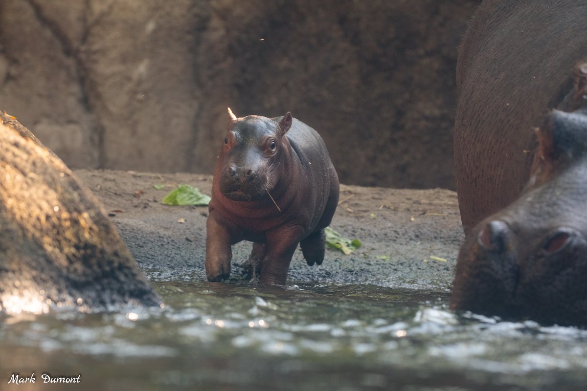 Cincinnati Zoo tweet media
