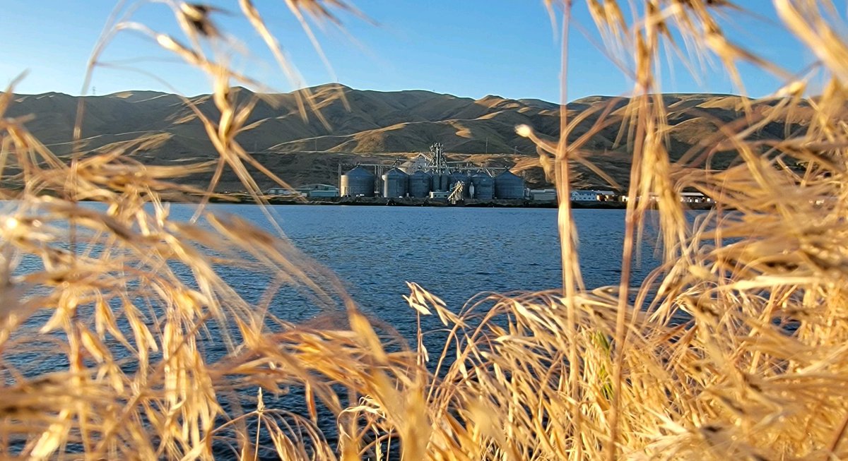ColumbiaGrain's tweet photo. An idyllic perspective of our Wilma facility from the banks of the Snake River.
PC: Pixie Adams
#wilmawashington #Washington #grainfacility #wheat #harvest22 #columbiagrain #washingtonfarmers #summerharvest #pnw #pnwfarms https://t.co/rrluubVRSx