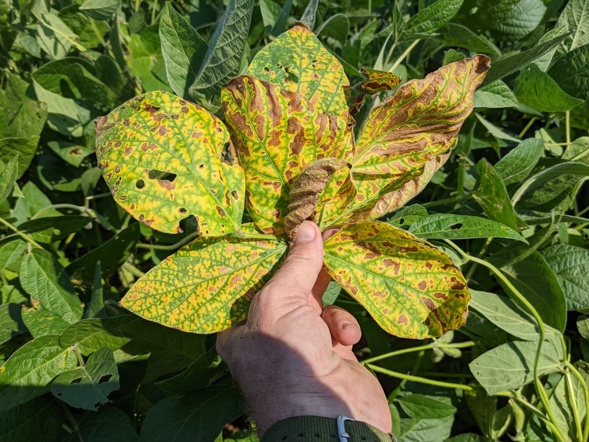 FusariumWranglr's tweet photo. Allegan County, MI - Soybean #SuddenDeathSyndrome symptoms confirmed at our trial location, though I also possible outbreaks in #soybean fields on the way. Bonus #TarSpot & #cornsmut sightings! @soydisease @CropNetworkPOW @CropNetwork @MartinChilvers1 @MichiganSoybean https://t.co/h4PELQWtnC