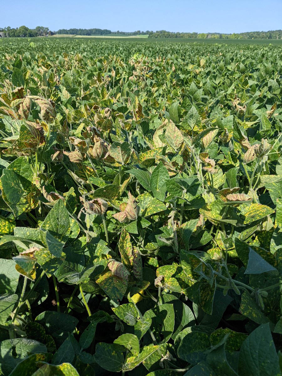 FusariumWranglr's tweet photo. Allegan County, MI - Soybean #SuddenDeathSyndrome symptoms confirmed at our trial location, though I also possible outbreaks in #soybean fields on the way. Bonus #TarSpot & #cornsmut sightings! @soydisease @CropNetworkPOW @CropNetwork @MartinChilvers1 @MichiganSoybean https://t.co/h4PELQWtnC