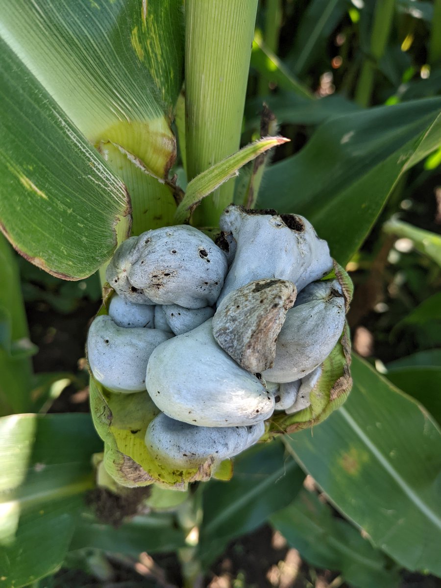 FusariumWranglr's tweet photo. Allegan County, MI - Soybean #SuddenDeathSyndrome symptoms confirmed at our trial location, though I also possible outbreaks in #soybean fields on the way. Bonus #TarSpot & #cornsmut sightings! @soydisease @CropNetworkPOW @CropNetwork @MartinChilvers1 @MichiganSoybean https://t.co/h4PELQWtnC