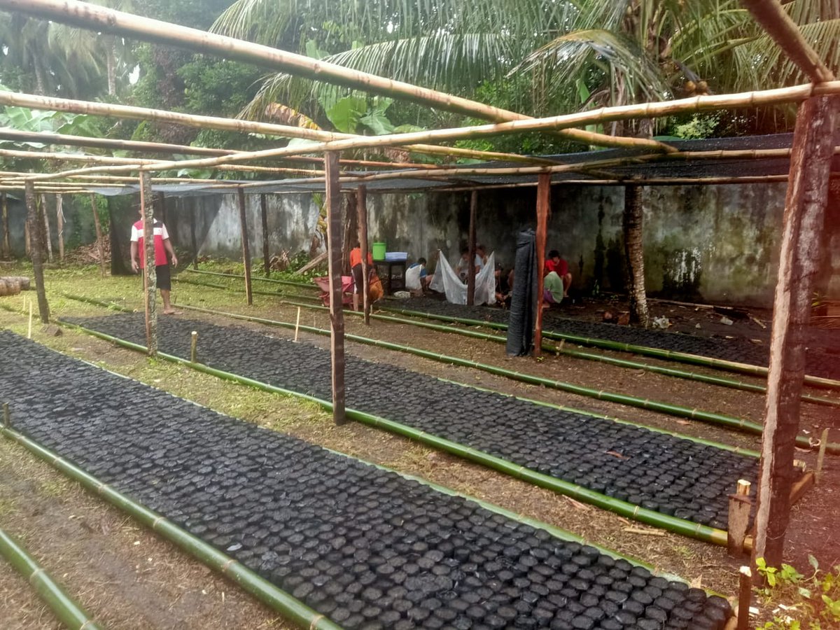 AkeMalamo's tweet photo. Progres Kebun Bibit Desa (KBD) belokasi di Desa Seki Kecamatan Galela Selatan Kabupaten Halmahera Utara. Pengisian Polybag dan Persiapan Persemaian.

#kbd
#ditjenpdasrh
#klhk https://t.co/IAkqj2c8ov