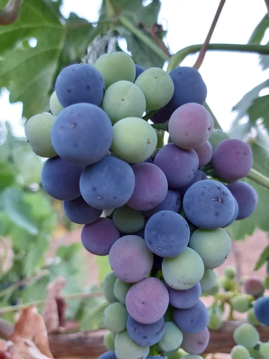 bodegasmonteaix's tweet photo. Esto pinta muy bien😍
Cuenta atrás para la vendimia ⏰ 
#Envero #RiberadelDuero #MonteAixa #LaHorra #Terruño #WineLovers https://t.co/cQrlmSR6YD