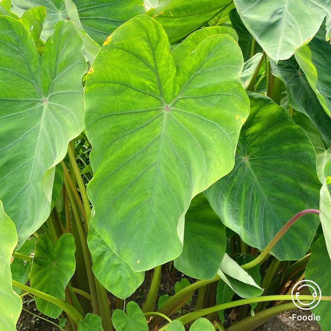 画像まとめ となりのトトロ 7ページ目 アニメレーダー