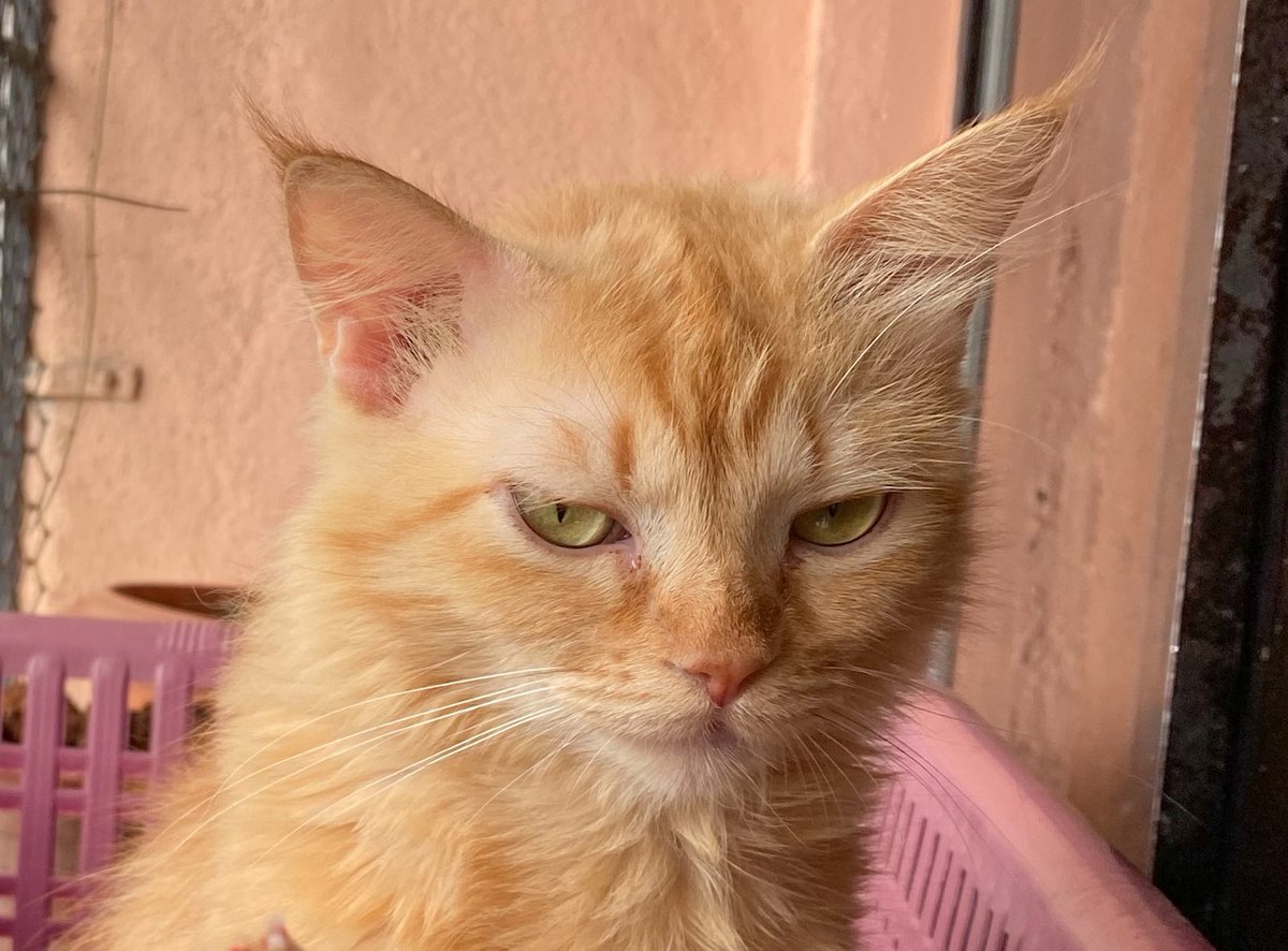 ParthChavan2403's tweet photo. * My cat listening to my rants all day * https://t.co/snv37Oh1BV