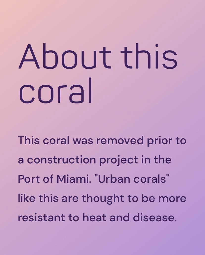 NemoEco's tweet photo. BRAINFREEZE 🧠🥶 — a macro photo of a knobby brain coral rescued from a construction project at the Port of Miami.

“Urban corals” like this are thought to be more resistant to heat and disease. 💪 https://t.co/oK5MEAdAE4