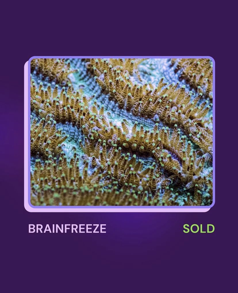 NemoEco's tweet photo. BRAINFREEZE 🧠🥶 — a macro photo of a knobby brain coral rescued from a construction project at the Port of Miami.

“Urban corals” like this are thought to be more resistant to heat and disease. 💪 https://t.co/oK5MEAdAE4