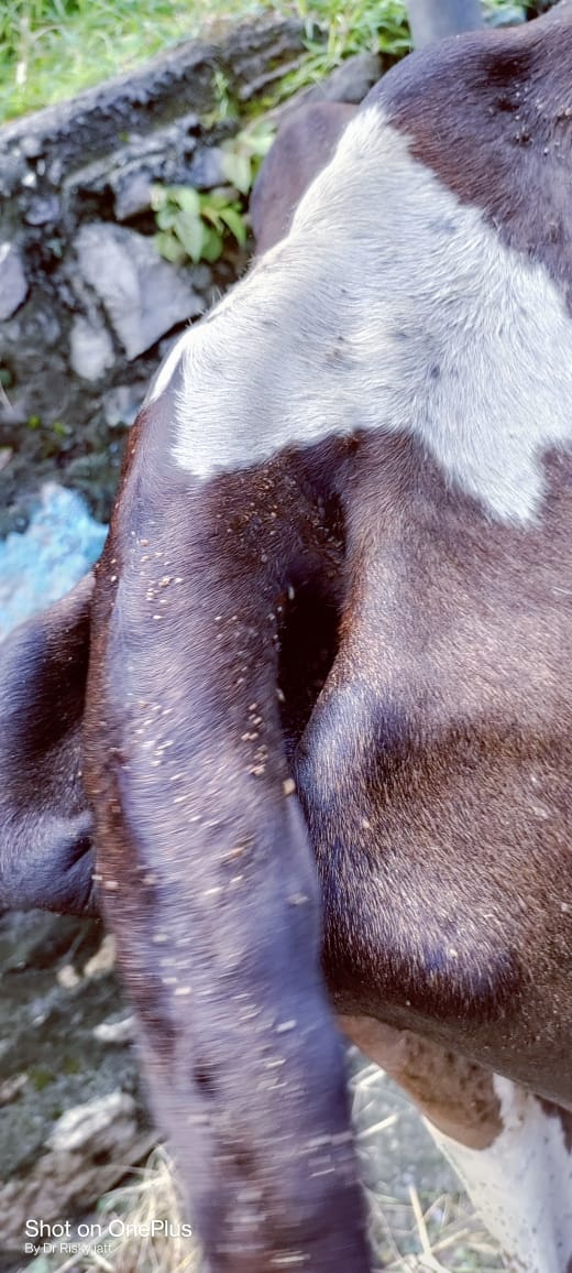DairyvikasRpg's tweet photo. Animal treatment duss retoli https://t.co/g9ZD3Mn6HQ