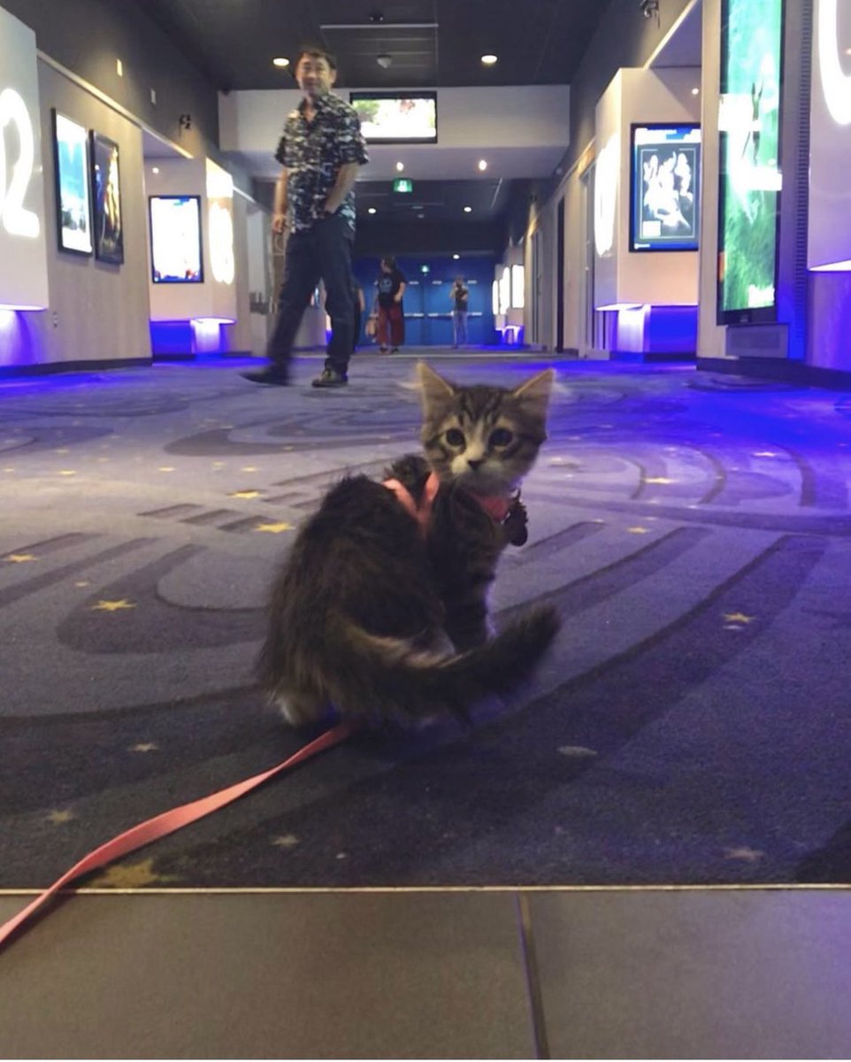 Oh, look. It’s an assistance cat in training attending a film screening. (juni.helps on Instagram) @ODEONCinemas This is an official assistance cat in Ontario.