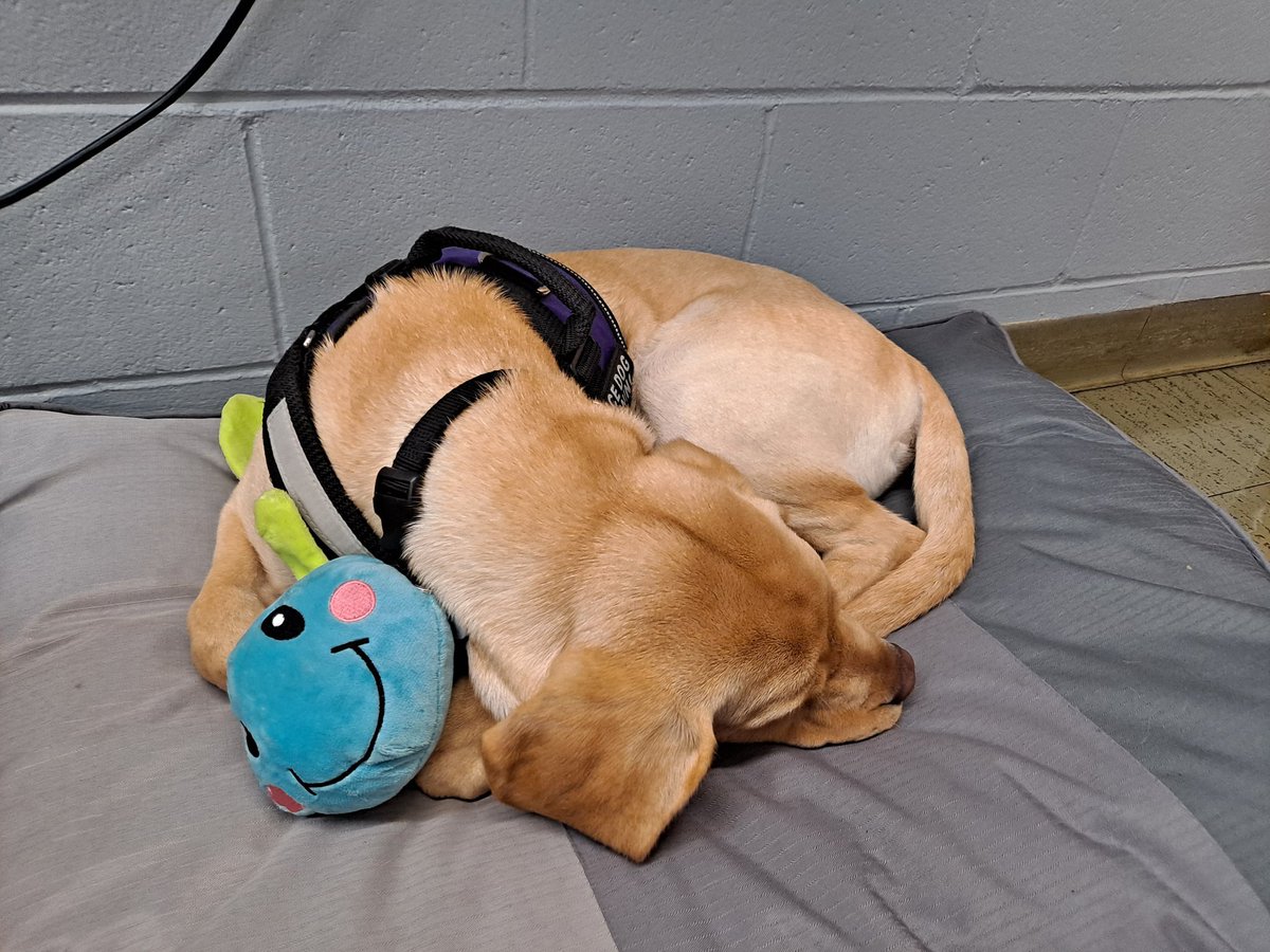 ElizabethHoffba's tweet photo. Midas ends a great first day with a caterpillar snuggle #nwschools https://t.co/HFBXt5LWBE