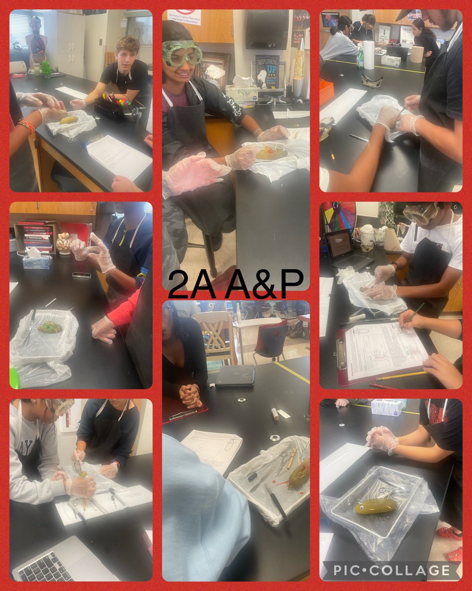 SHolliman7's tweet image. 2A doing a great job on the dill pickle autopsies @Cen10titans #Titanslearn