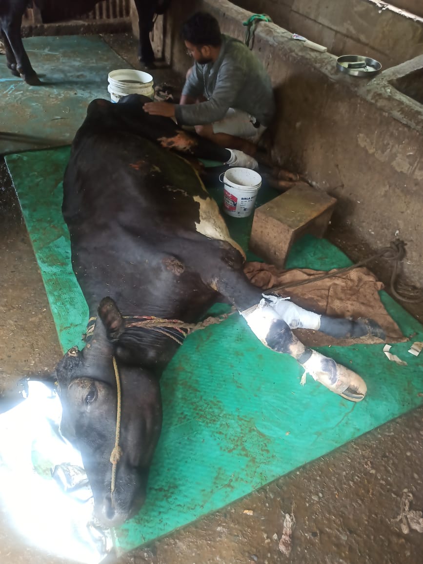 dairyvikas's tweet photo. Animal treatment done by Dr Manoj Rana and Dr Pooja duss srinagar and kotdwar https://t.co/DVdPYwAGUg