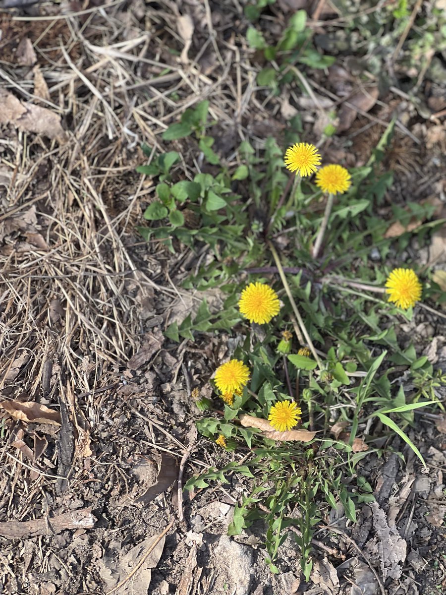 LARlC4's tweet photo. 🌱🦆 https://t.co/jwsmfT6QUU