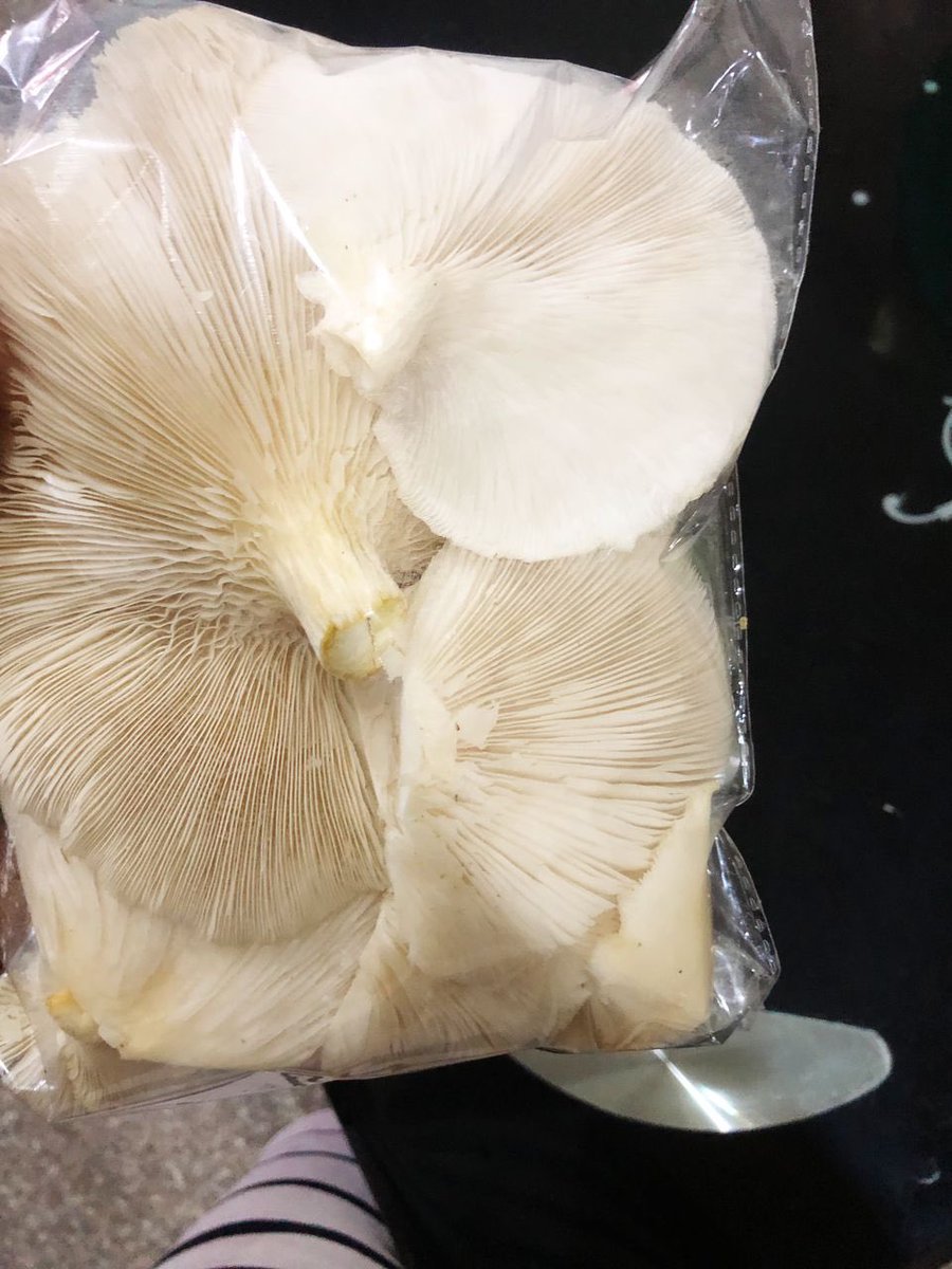 Fresh Mushrooms in Abuja tweet media