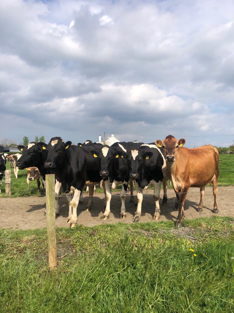 David Mulrooney🐄 tweet media