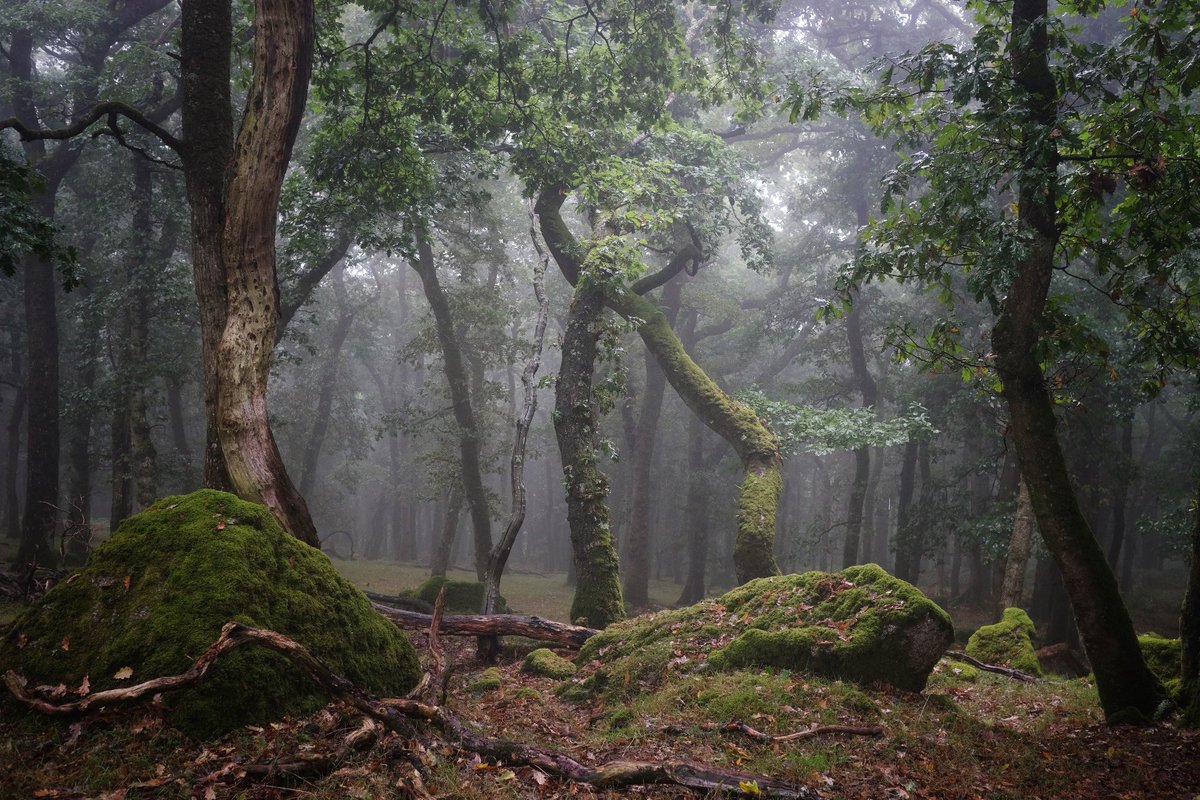 Wet woods…at last. #dartmoor