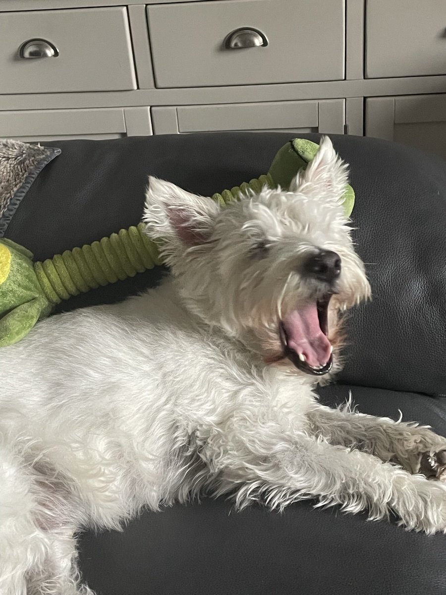 BusbyWatson's tweet photo. Get dat fing off me back! #raaaaaaa https://t.co/dXvT2a6ZLG