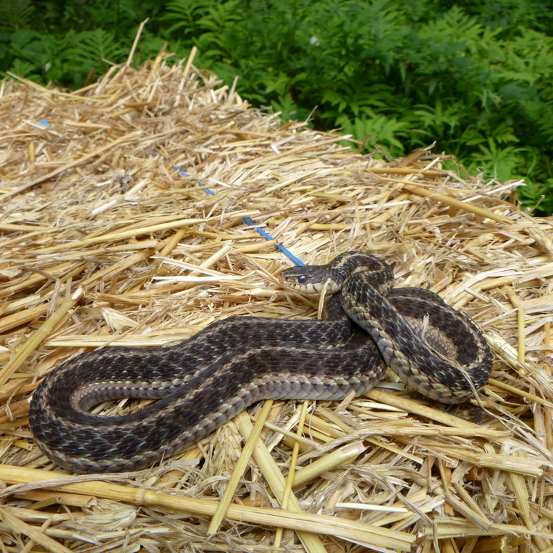 Seeding and mulching as new sections of trail are completed leading from the Winooski Bridge. Making unexpected acquaintances along the way.