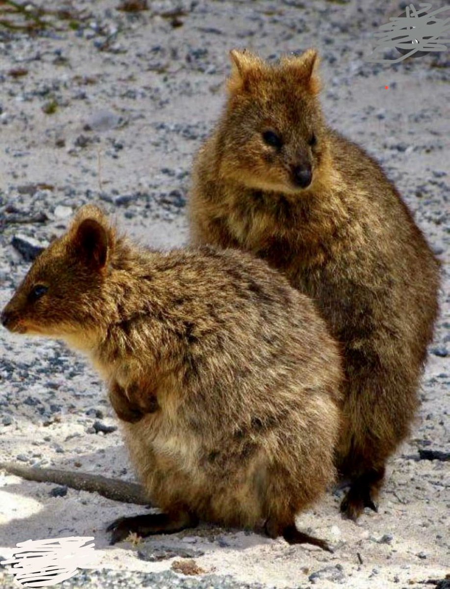 billystar74's tweet photo. 🌴🔥@TribeQuokka🔥🌴
#TQK #QuokkaKidz
#ETH #NFTs #P2E
#NFTCommunity
#TribeQuokka
#TQ4L
O My Queen. Last year on this very night we wer “Quokkin Out of this World”. Huh’ now look at the consequence’s 😆 https://t.co/URJxdisjVP