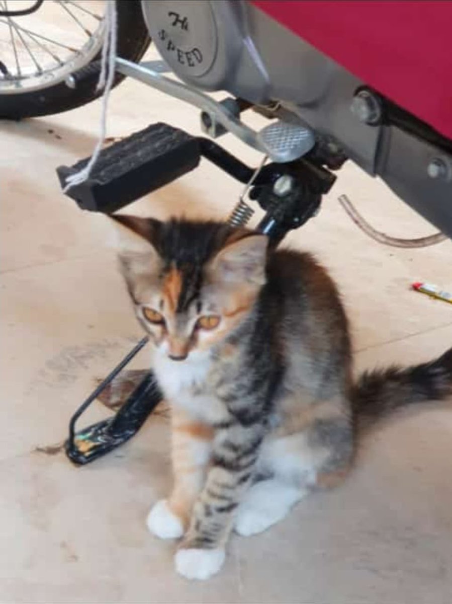 letssavewelfare's tweet image. 4 month old kitten desperately looking for a home. She is the only survivor of her family. She was given to a shelter but taken back due to fear of shelter diseases. Please share!
To adopt contact +92 333 7927084