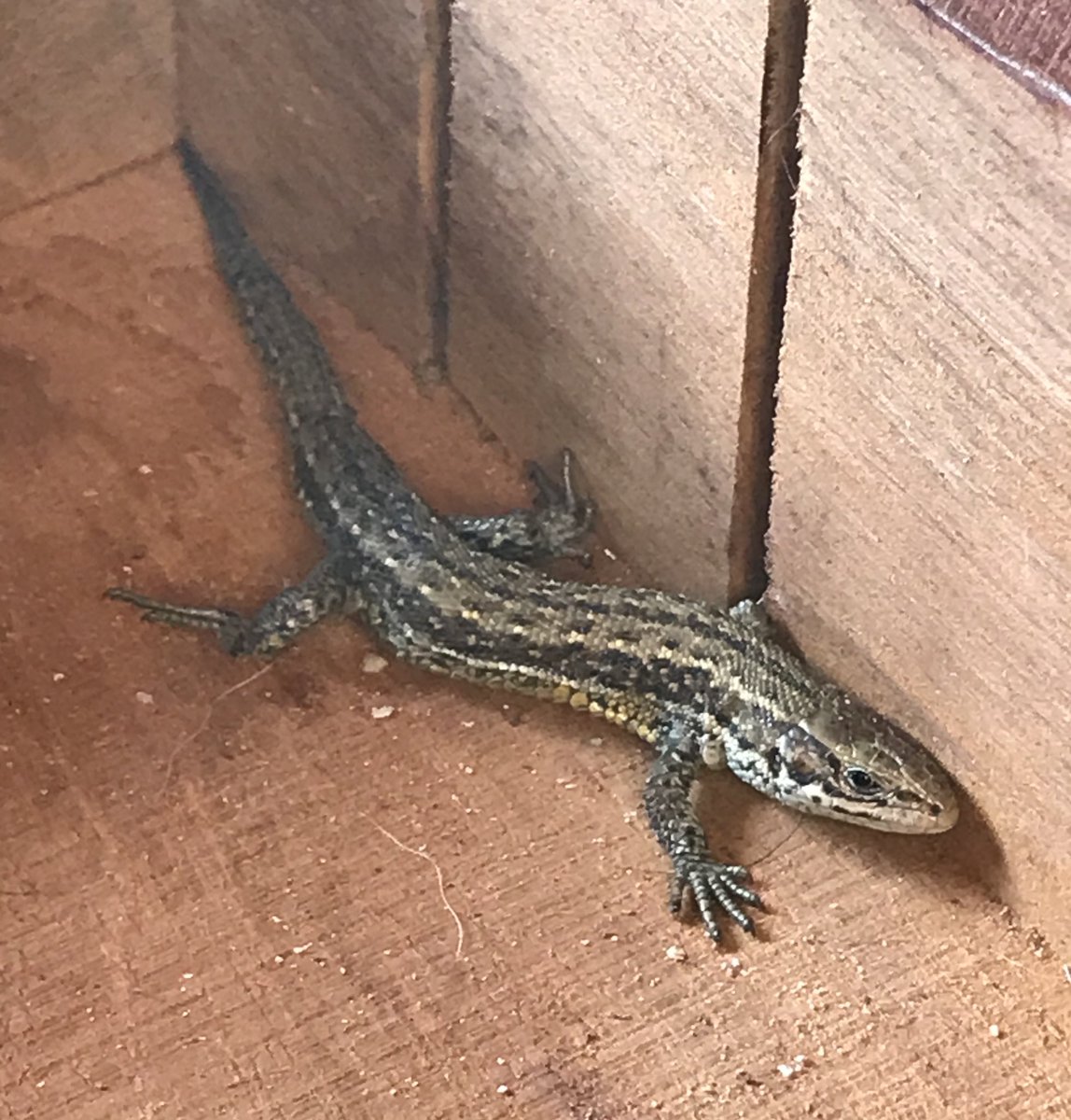 jamessn9's tweet photo. @RobbieCumming This little beauty and not so much jumped but dragged by the cat rabbits pheasants and weasels. https://t.co/mKRyA0aTpn