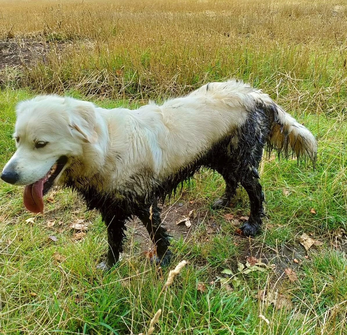 WilfandErnie's tweet photo. Not content with his efforts yesterday....Ernie has decided to up the ante today!! ๐ฑ๐ฅด #mudclub #ERNIE #dadsfault #dogsoftwitter #goldenretriever #samoyed #Wednesdayvibe #proud https://t.co/1de0OFgMce