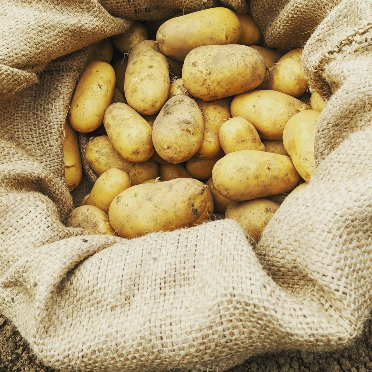 Biguft's tweet photo. Had an afternoon on the allotment, harvesting all the potatoes and generally just pottering about. The hops are looking good, hopefully next year they'll be going in an homebrew? #plot30b #plot30brewing #allotment #hops #potatoes https://t.co/RwuQrL77IY