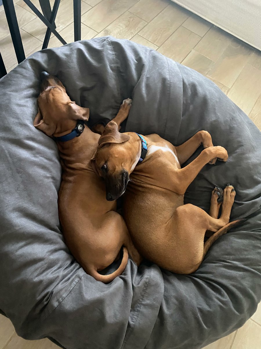 Meet Skye 🌤️ This aptly named Ridgeback mix made it to her forever home on a rescue flight from Pell City, AL, to Naples, FL. Pilot Mike and his son Spencer picked her up in Alabama &amp; brought her back to Naples where her new family awaited to greet her. #pilotsnpaws #rescue