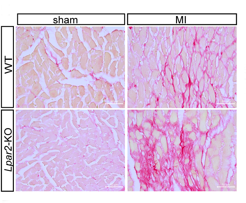 Circulation Research tweet media