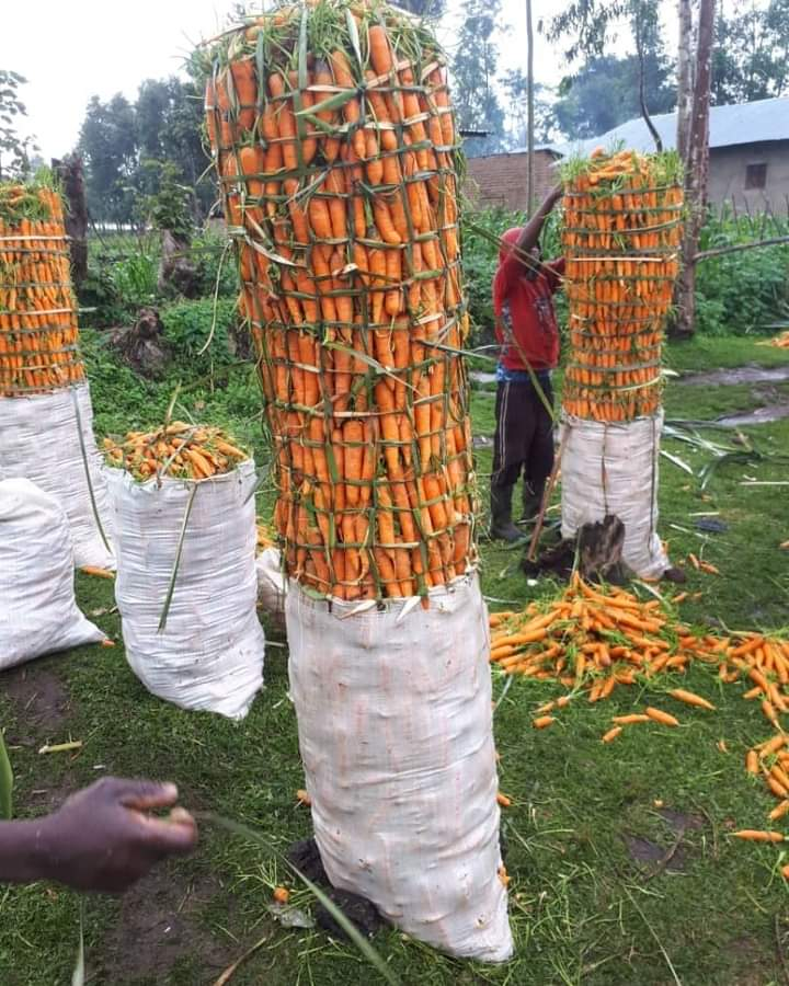 KazunguMireille's tweet photo. We are proud to say that Agriculture is the brightest hope, the right path to take, and a promising career. https://t.co/r63oBBS4XS