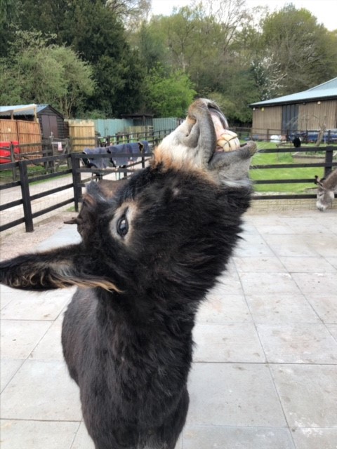 DonkeySanctuary's tweet image. Desmond says &apos;C H E E S E&apos; 🧀😄
