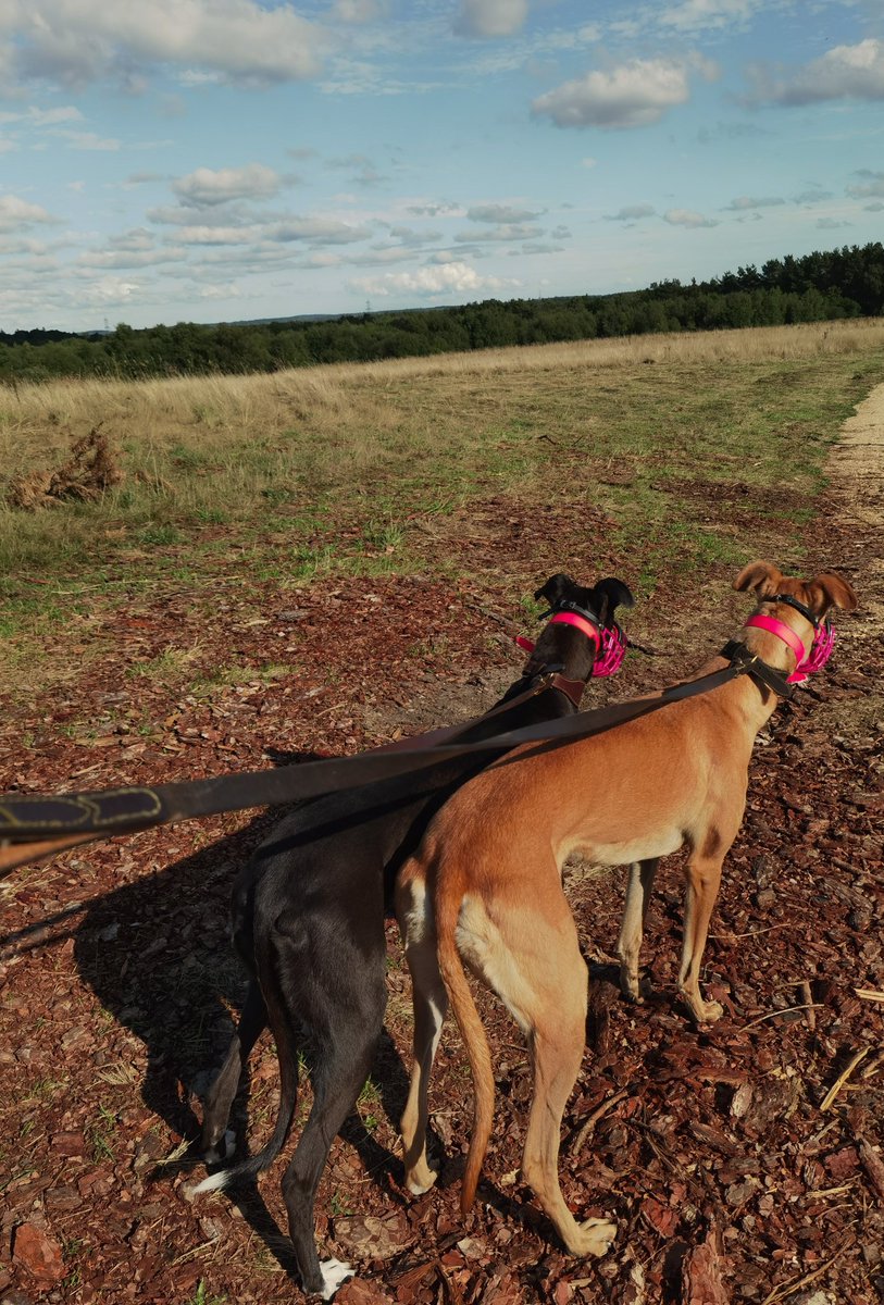 adachikennels's tweet photo. Out walking with our pups Sofia &amp; Lettie! Brilliant little walkers 😀

 #Aug21 #greyhoundpuppies #britishbreeding #adachikennels #12monthsold https://t.co/OgSJ8fhl1s