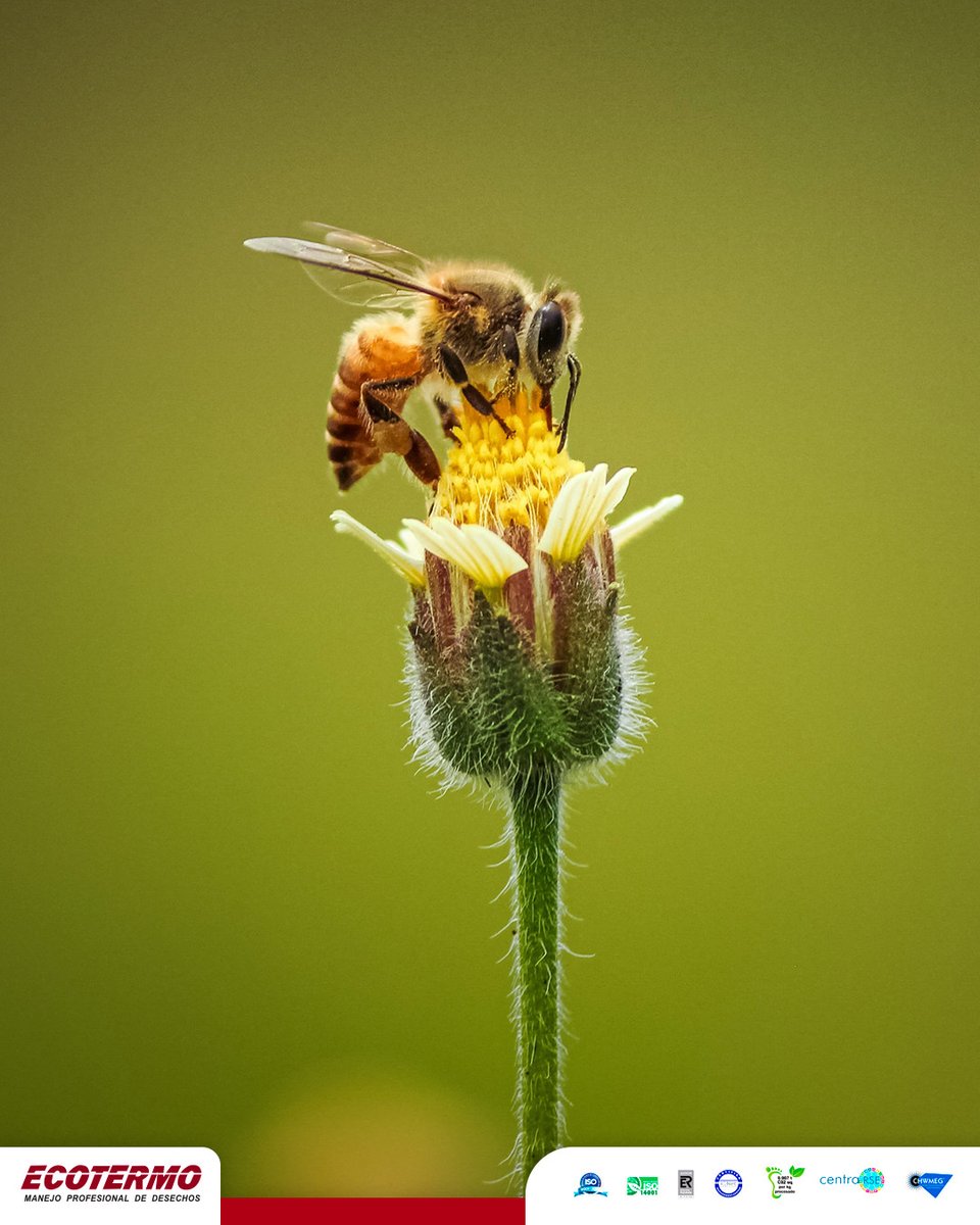 EcotermoLATAM's tweet photo. Cuidar a las abejas es cuidar el planeta. Su trabajo es esencial para resguardar los ecosistemas. Hoy en día, más personas suman sus esfuerzos para protegerlas y así preservar el medio ambiente.

Conoce qué acciones puedes poner en práctica aquí:
https://t.co/FUbXjlgxIm https://t.co/4723T3VFeX