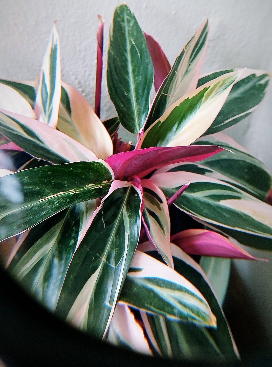 TeresaSBridge's tweet photo. Spider mites and all, she keeps thriving 💞 https://t.co/p1xFdVekj9