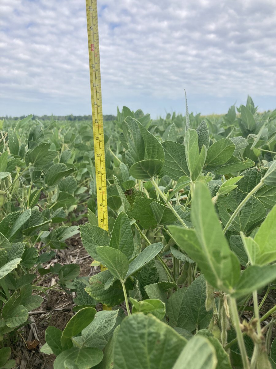 megyandell's tweet image. Louisa County, IA has been the lowest of the day for both 🌽 and soybeans. Our corn yield estimates 135.7 and the soybeans is 727.9 pods. Sandy soil and short crop #drought #pftour22 #croptour #croptour22 #rcis