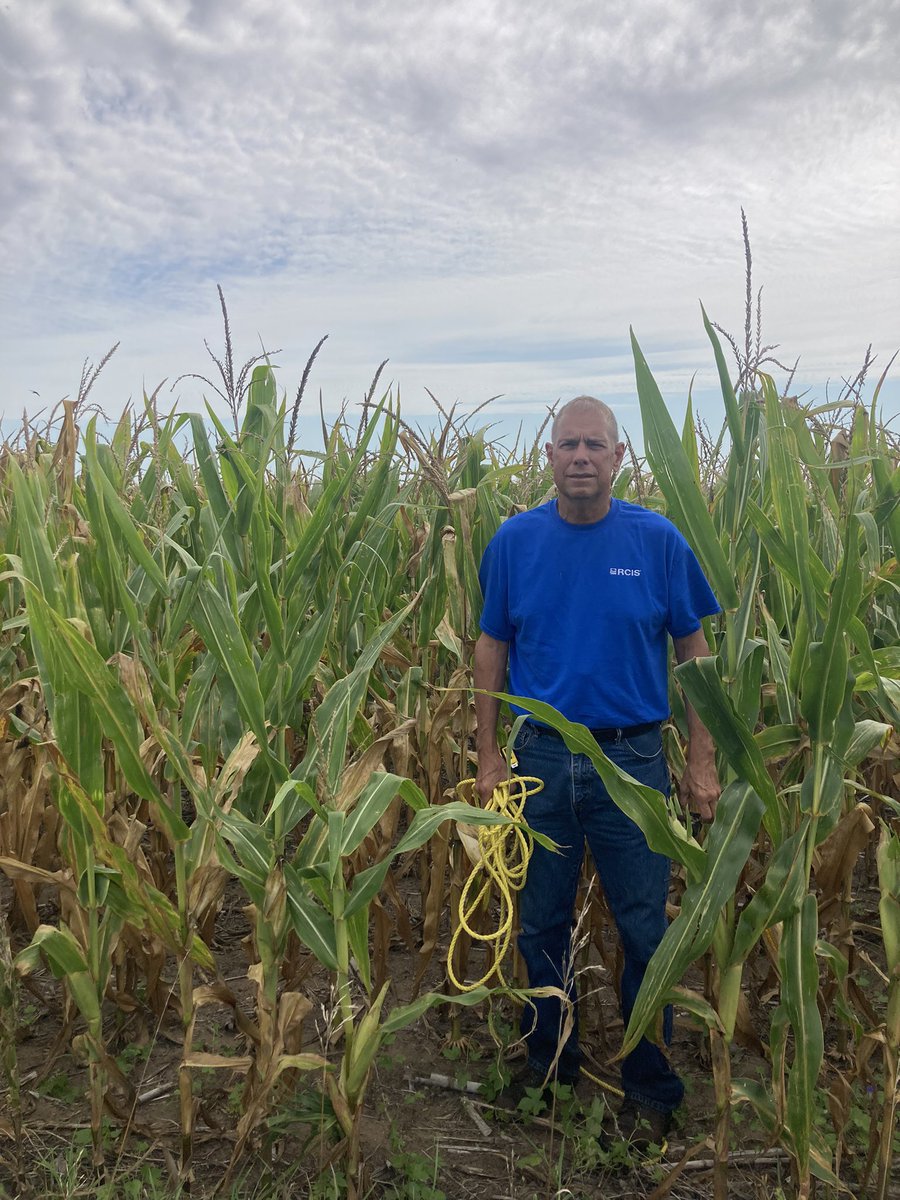 megyandell's tweet image. Louisa County, IA has been the lowest of the day for both 🌽 and soybeans. Our corn yield estimates 135.7 and the soybeans is 727.9 pods. Sandy soil and short crop #drought #pftour22 #croptour #croptour22 #rcis